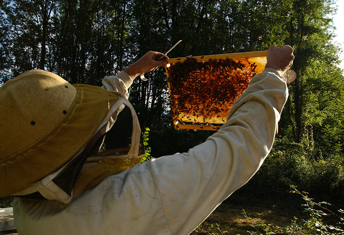 Producteur Miel bio - Arnaud Rampillon - Haute Savoie